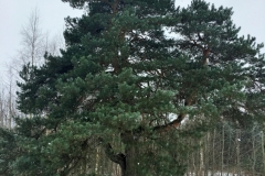 Saulesdārza priede
