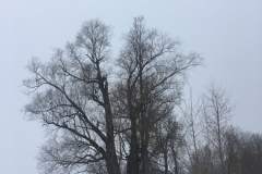 Dvīņu vītoli II
