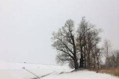 Dvīņu vītoli I
