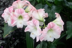 Amarillis