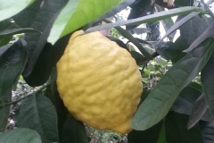 Oranžērijas citrons
