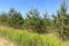 Nekopta pļava