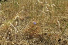 Pļava Doles salā