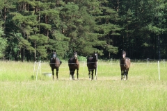 Zirgi brīnās