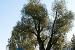 Trauslais vītols III