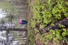 Salaspils-Zeltinu-purva-pargajiens_8609