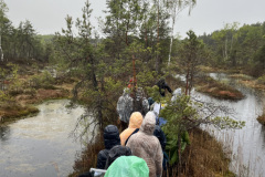 Salaspils-Zeltinu-purva-pargajiens_8667