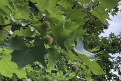 Koku-pastaiga_platana