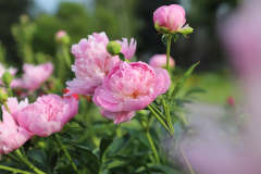 Paeonia-lactiflora-Monsieur-Jules-Elie-2