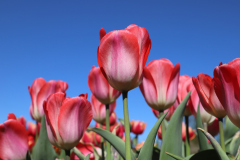 Tulipa-Big-Chief-2