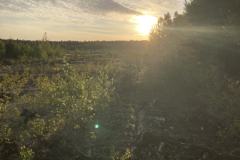 Purvs_3_Jana-Freimane