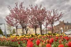 IMG_1782_5