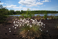 Ieviņa-Dzenīte