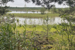 Salaspils Zeltiņu purvā