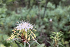 Purva vaivariņš (latīņu: Ledum palustre jeb Rhododendron tomentosum) 