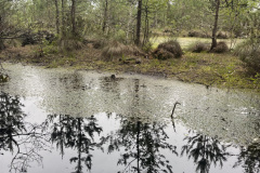 Salaspils Zeltiņu purvā