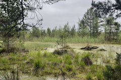 Salaspils Zeltiņu purvā