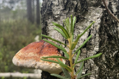 Kāda skaista piepe Salaspils Zeltiņu purvā