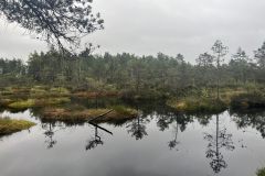 Krāšņās purva lāmas Salaspils Zeltiņu purvā