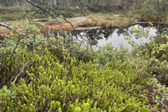 Salaspils Zeltiņu purvā