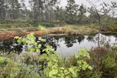 Salaspils Zeltiņu purvā