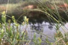 Salaspils Zeltiņu purvā