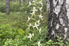 Smaržīgā naktsvijole (Platanthera bifolia)