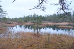 Salaspils-Zeltinu-purvs_2026