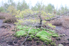 Salaspils-Zeltinu-purvs_2026_3
