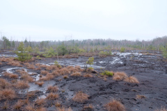 Salaspils-Zeltinu-purvs_2026_4