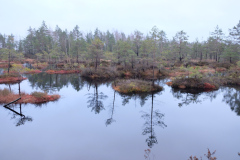 Salaspils-Zeltinu-purvs_2026_5