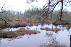 Salaspils-Zeltinu-purvs_2026_6