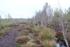 Salaspils-Zeltinu-purvs_2026_8