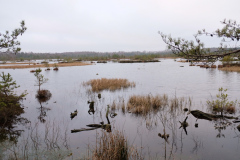 Salaspils-Zeltinu-purvs_2026_9