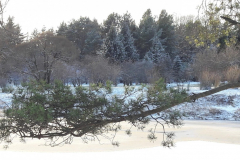 Vita-Alksnīte