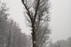 Zigrīda-Čodare