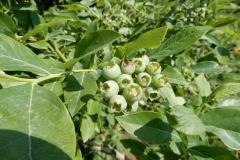 Salaspils-Mellenes_2