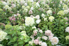Loku-sausana_3