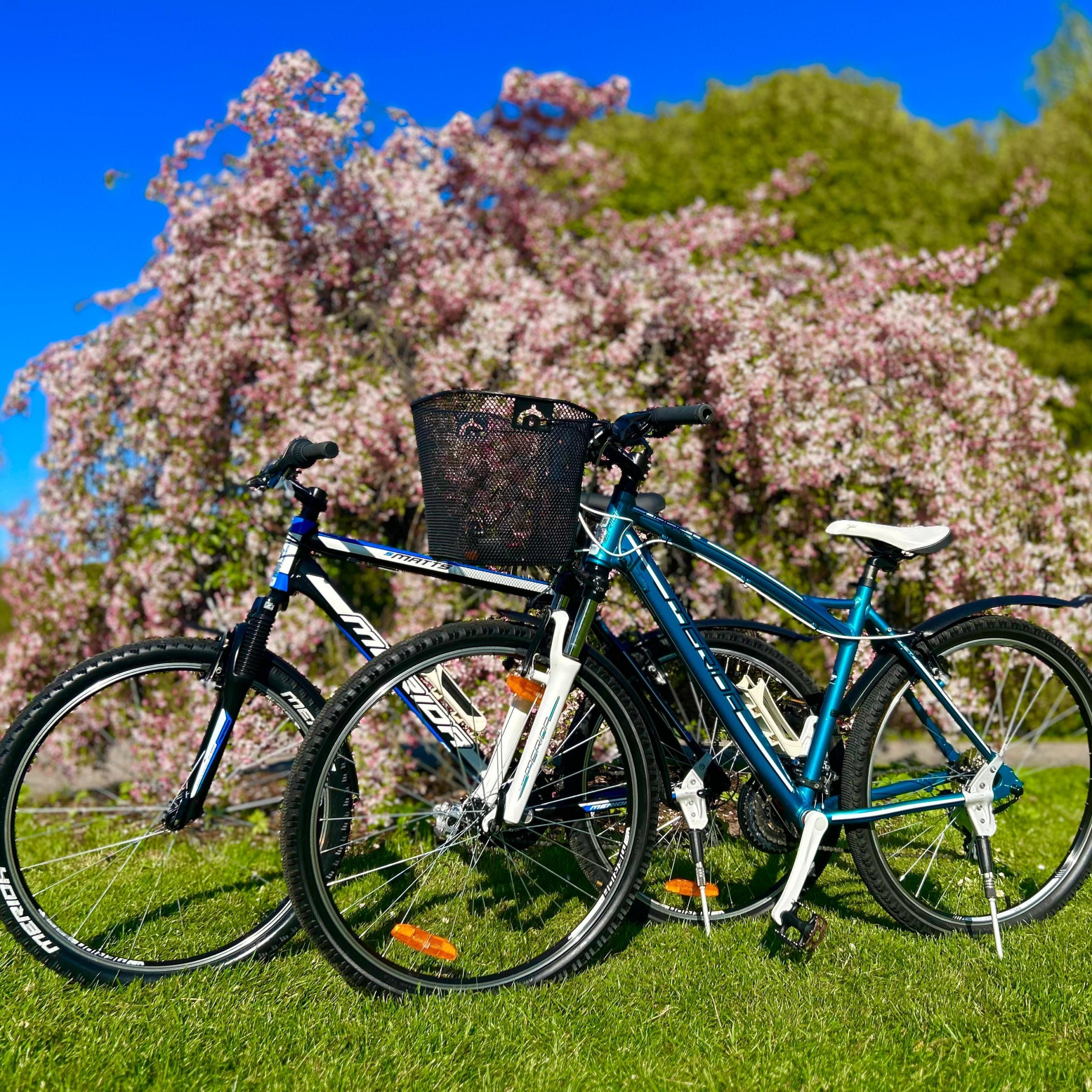 Salaspils velonomas velosipēdi pie ziedoša rozā koka pavasarī.