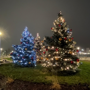 Trīs spoži izgaismotas Ziemassvētku egles Salaspils pilsētvidē naktī, radot svētku noskaņu.