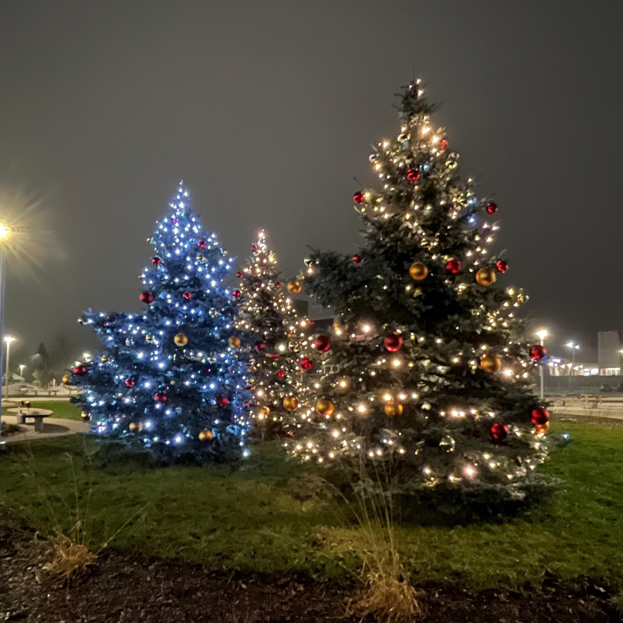 Trīs spoži izgaismotas Ziemassvētku egles Salaspils pilsētvidē naktī, radot svētku noskaņu.