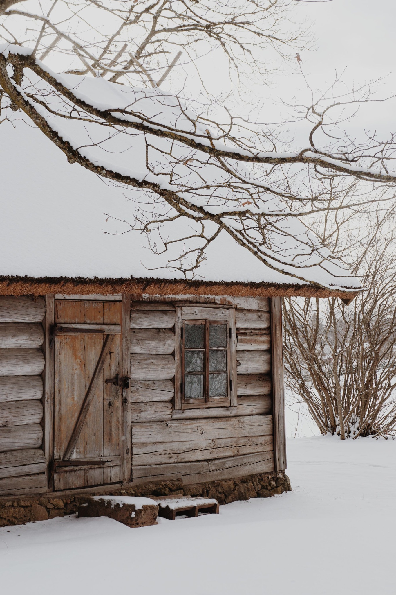 Daugavas muzeja brīvdabas sētā - sena guļbūves māja ar apsnigušu salmu jumtu, ieskauta ziemas ainavā.