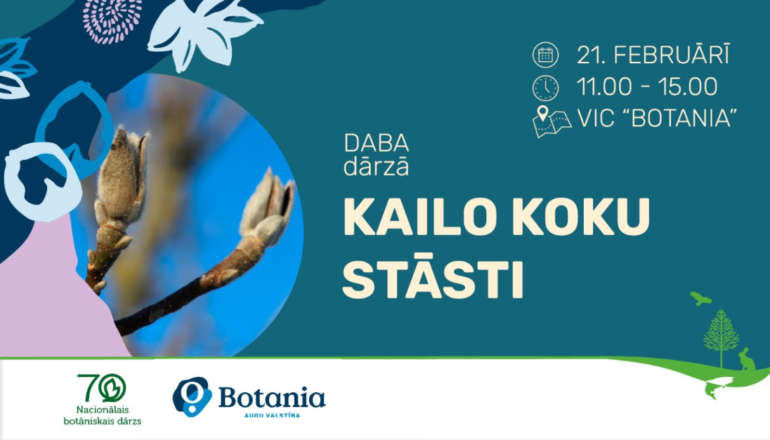 Attēlā redzami koku pumpuri un informācija par pasākumu "DABA dārzā KAILO KOKU STĀSTI", kas notiks Nacionālajā botāniskajā dārzā 21. FEBRUĀRĪ, 11.00 – 15.00, vides izglītības centrā "BOTANIA".