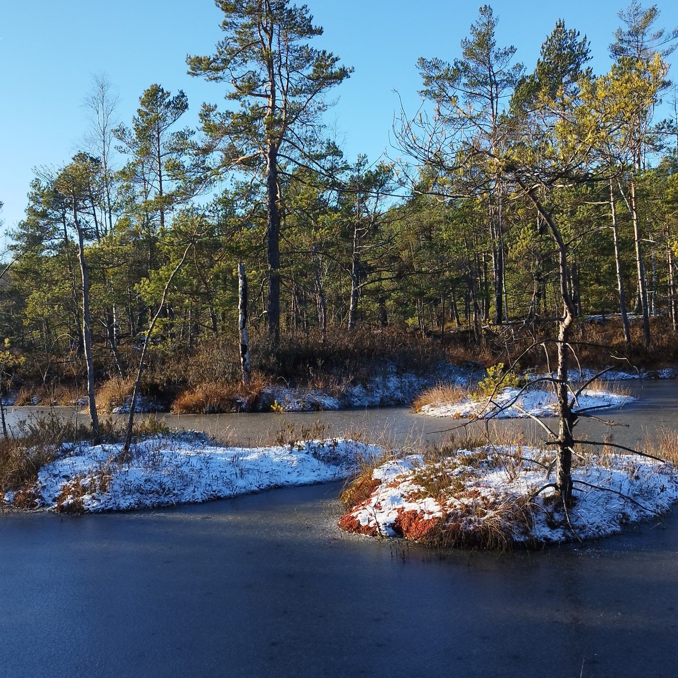 Ziemīga purva ainava Salaspils Zeltiņu purvā ar aizsalušām lāmām un apsnigušām sūnu saliņām, ko ieskauj priedes.