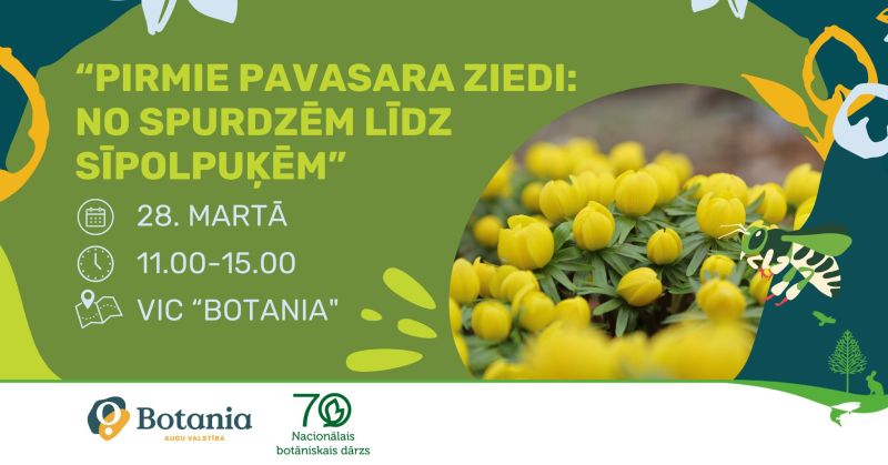 Plakāts, kas aicina uz pasākumu "PIRMIE PAVASARA ZIEDI: NO SPURDZĒM LĪDZ SĪPOLPUĶĒM" Botania Nacionālajā botāniskajā dārzā. Pasākums norisināsies 28. martā, no 11.00 līdz 15.00, VIC "BOTANIA". Attēlā redzami koši dzelteni pavasara ziedi.