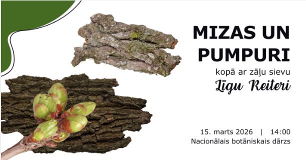 Pasākuma plakāts ar nosaukumu MIZAS UN PUMPURI, attēlojot koku mizu un pumpurus. Pasākums kopā ar zāļu sievu Līgu Reiteri. 15. marts 2026 pulkstens14:00. Nacionālā botāniskā dārza lauku sētā.