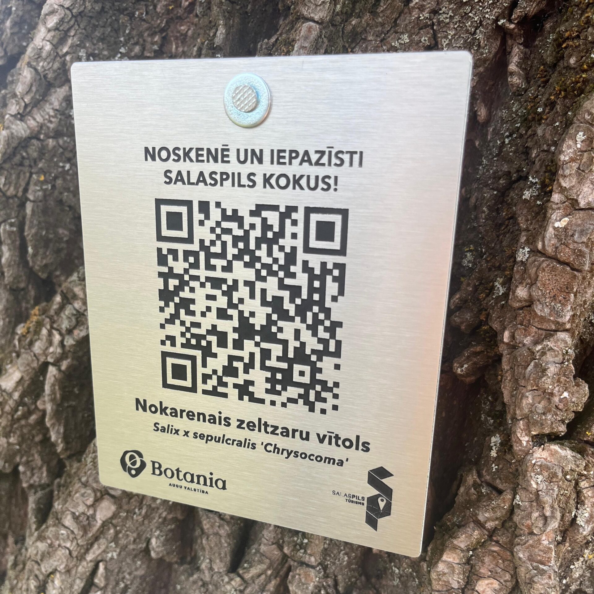 Metāla plāksne ar kvadrātkodu un tekstu "NOSKENĒ UN IEPAZĪSTI SALASPILS KOKUS!", "Nokarenais zeltsaru vītols" uz koka stumbra, aicinot izpētīt Salaspils kokus.