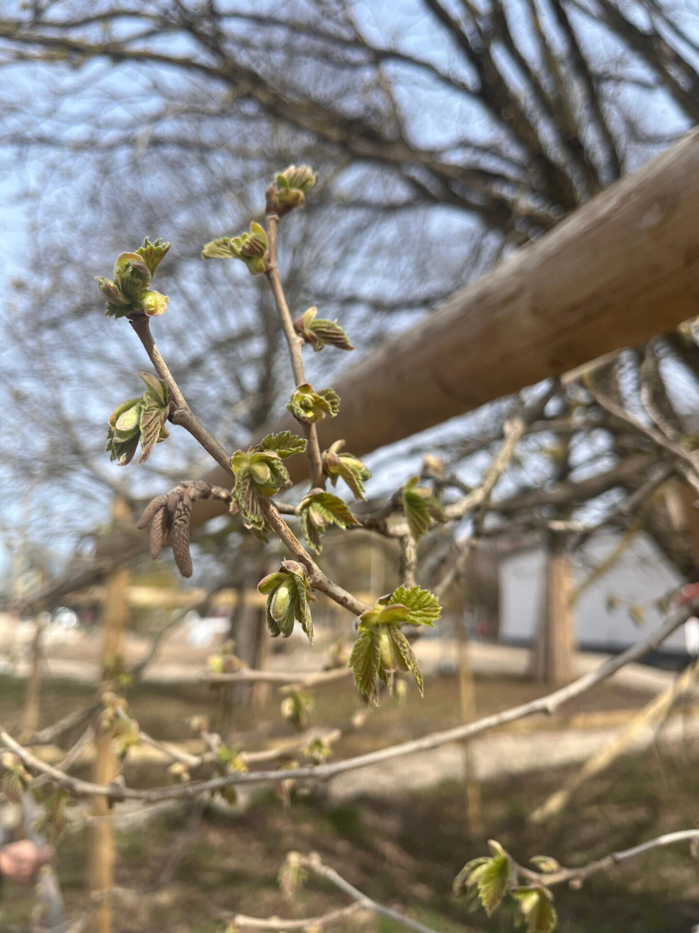 Lazdas zars ar pavasara pumpuriem un jaunām lapiņām. Projekts "Botania uzzināts – Salaspilī ieraudzīts"