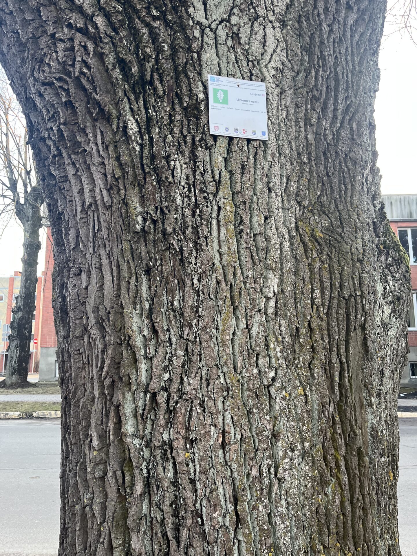 Līvzemes ozola stumbrs ar zīmi. Projekts “Botania uzzināts – Salaspilī ieraudzīts”