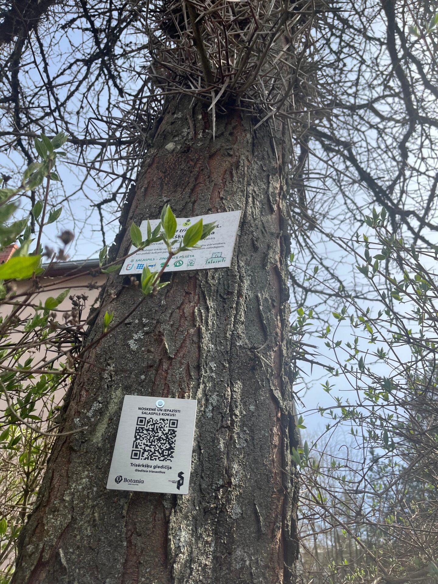 Koks ar asiem ērkšķiem un informatīvo plāksni. Uz tās - kvadrātkods un teksts: "Trīsērkšķu gledīčija. NOSKENĒ UN IEPAZĪSTĪ SALASPILS KOKUS! aicinot interaktīvi iepazīt Salaspils kokus.